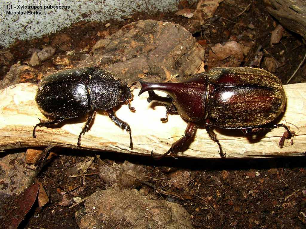 Xylotrupes pubescens5.jpg